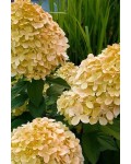 Гортензія волотиста ’Лівінг Коттон Крем’|Hydrangea paniculata ’Living Cotton Cream’|Гортензия метельчатая ’Ливинг Коттон Крем’